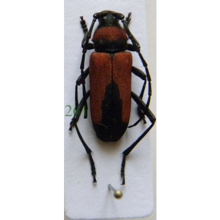 Purpuricenus budensis (Götz, 1783) female Purpurówka szkarłatna